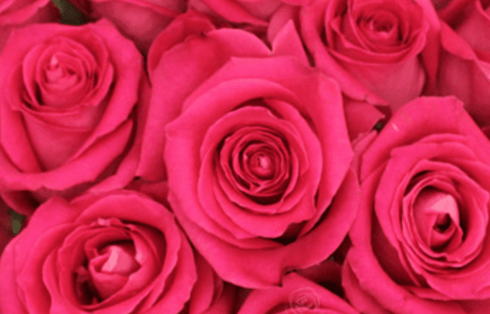 One Dozen Other Color Roses - Image 3