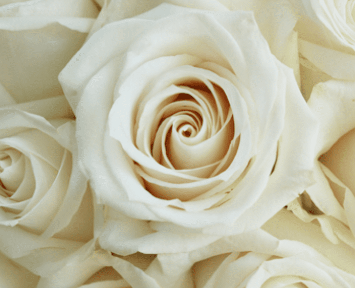 One Dozen Other Color Roses - Image 5