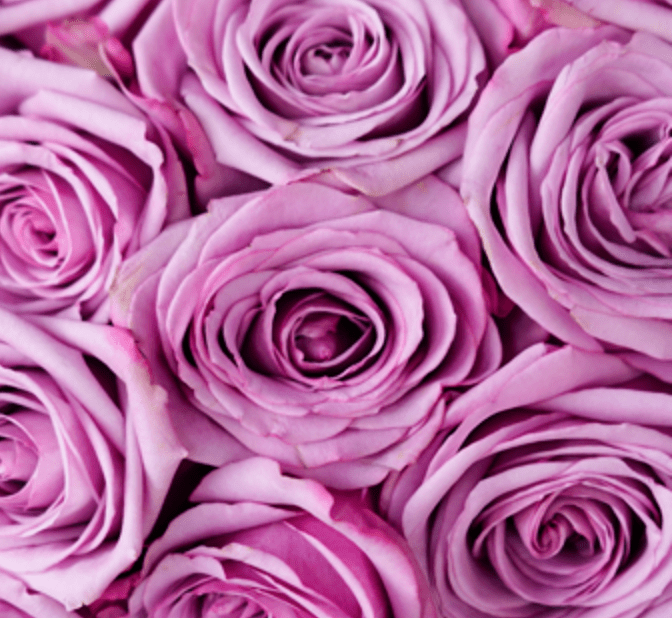 One Dozen Other Color Roses - Image 2