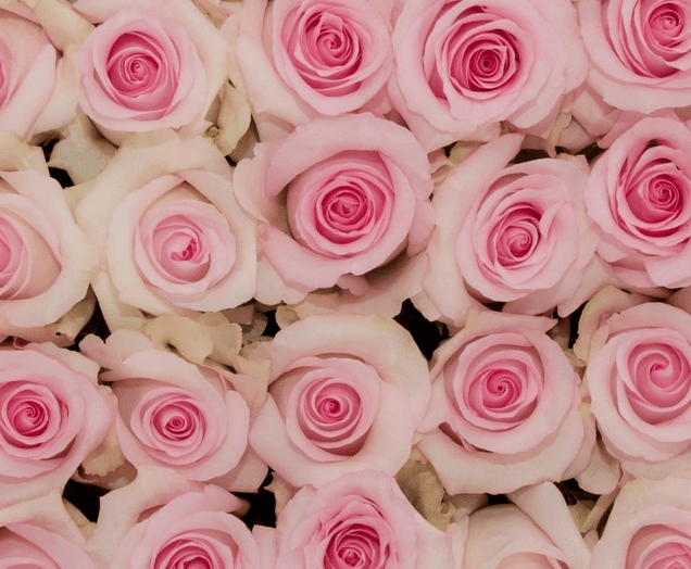 One Dozen Other Color Roses - Image 4