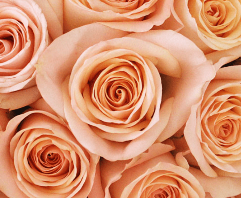 One Dozen Other Color Roses - Image 7