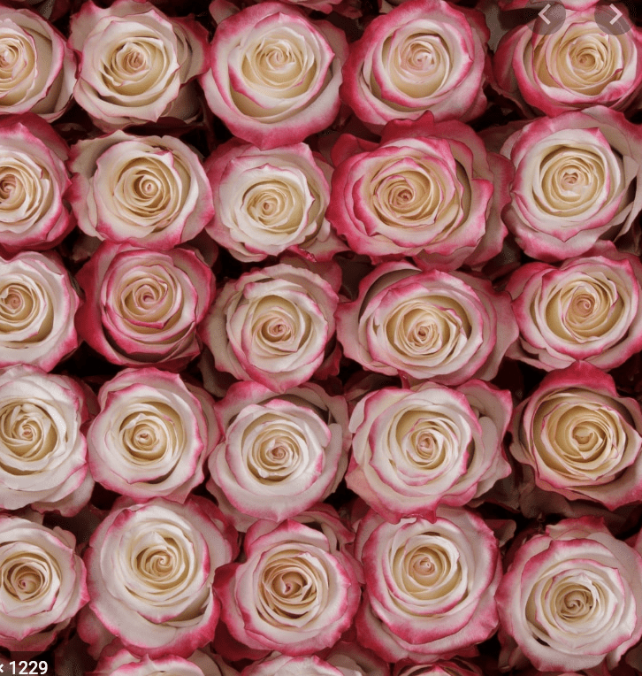 One Dozen Other Color Roses