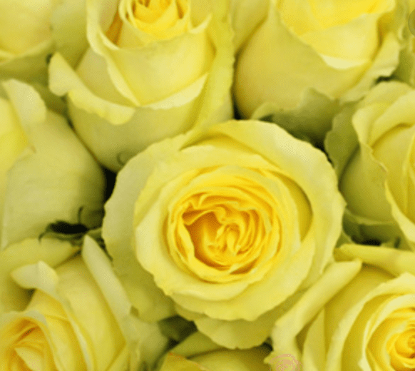 One Dozen Other Color Roses - Image 6