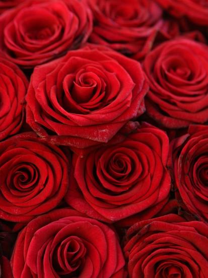 One Dozen Red Roses