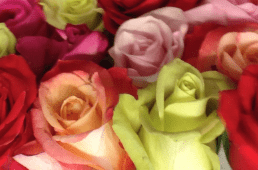 One Dozen Multi Color Roses